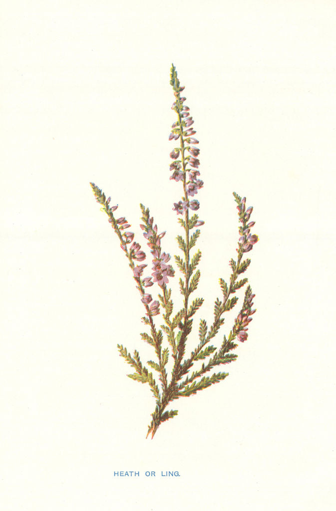 Heath or Ling. Wild Flowers by Frederick Edward Hulme c1895 old antique print